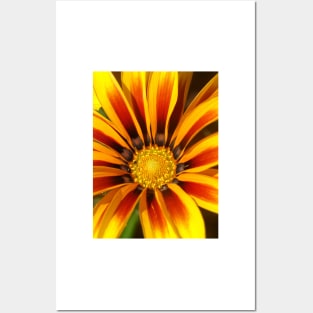 Gazania Posters and Art